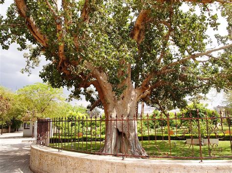 sycamore fig tree jericho.